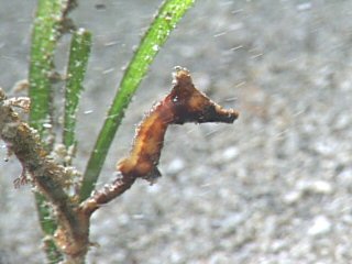 Crowned seahorse